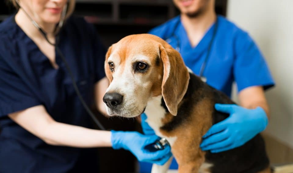 When to Seek Urgent Care for Your Dog: Spotting the Warning Signs ...