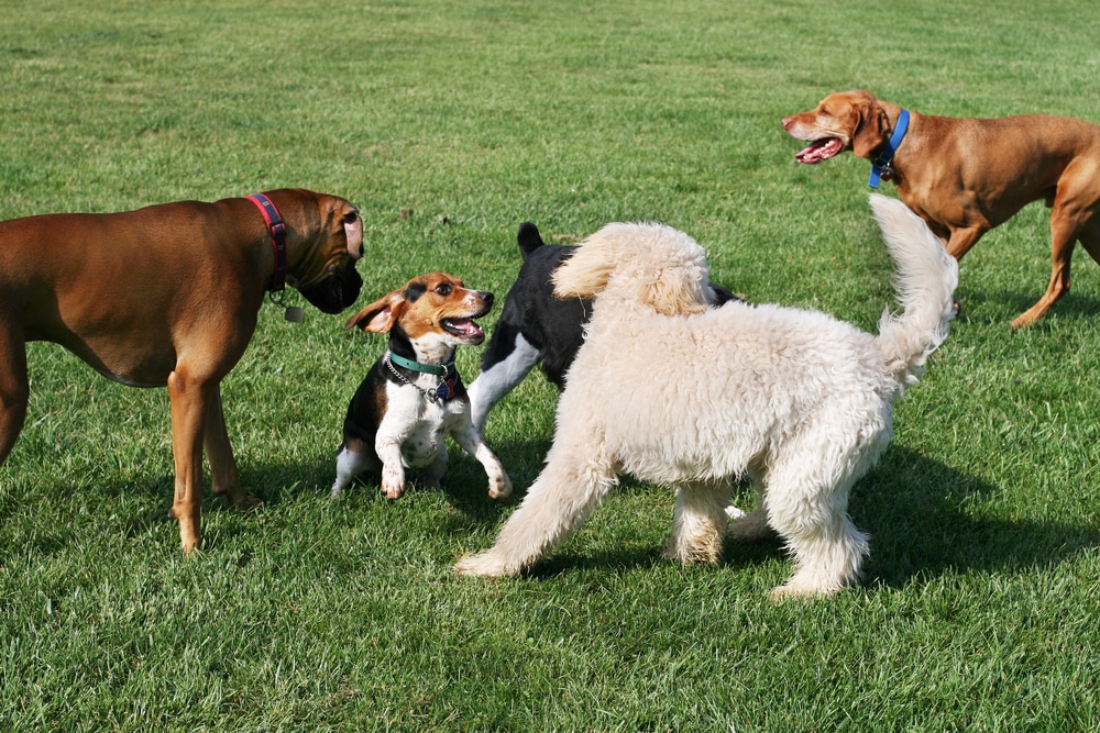 San Diego's Top 10 Dog Parks | Papaya Vet Care