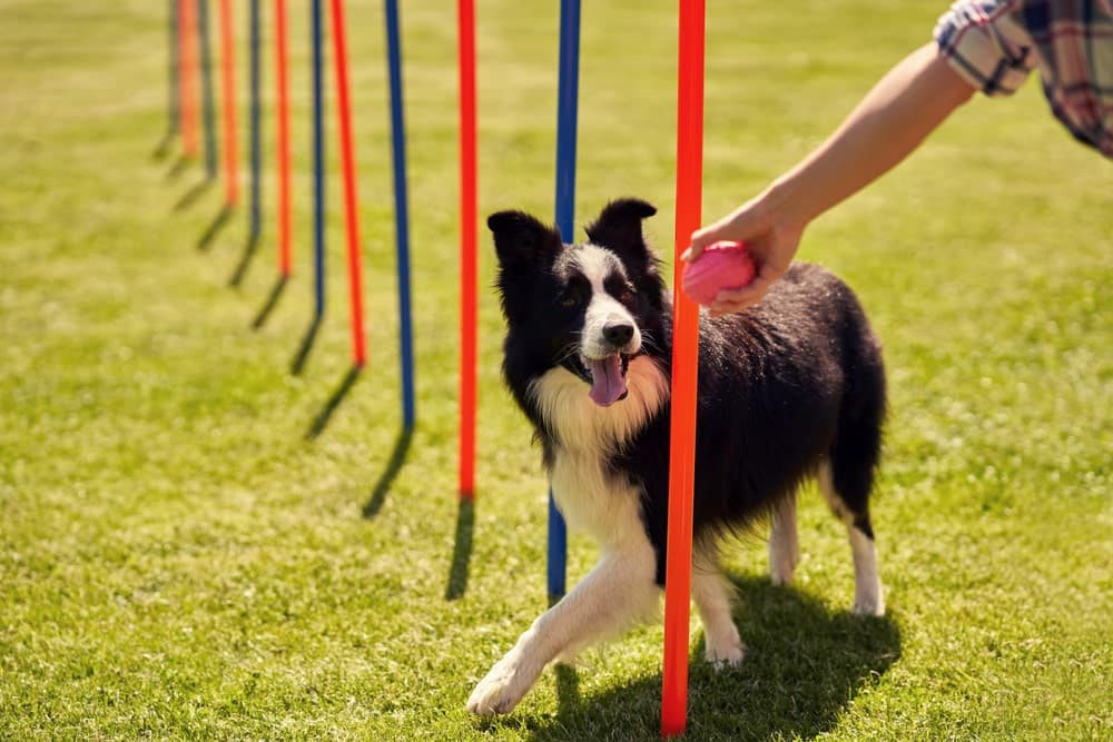 Proven Dog Training Tips for Every Pet Parent | Papaya Vet Care