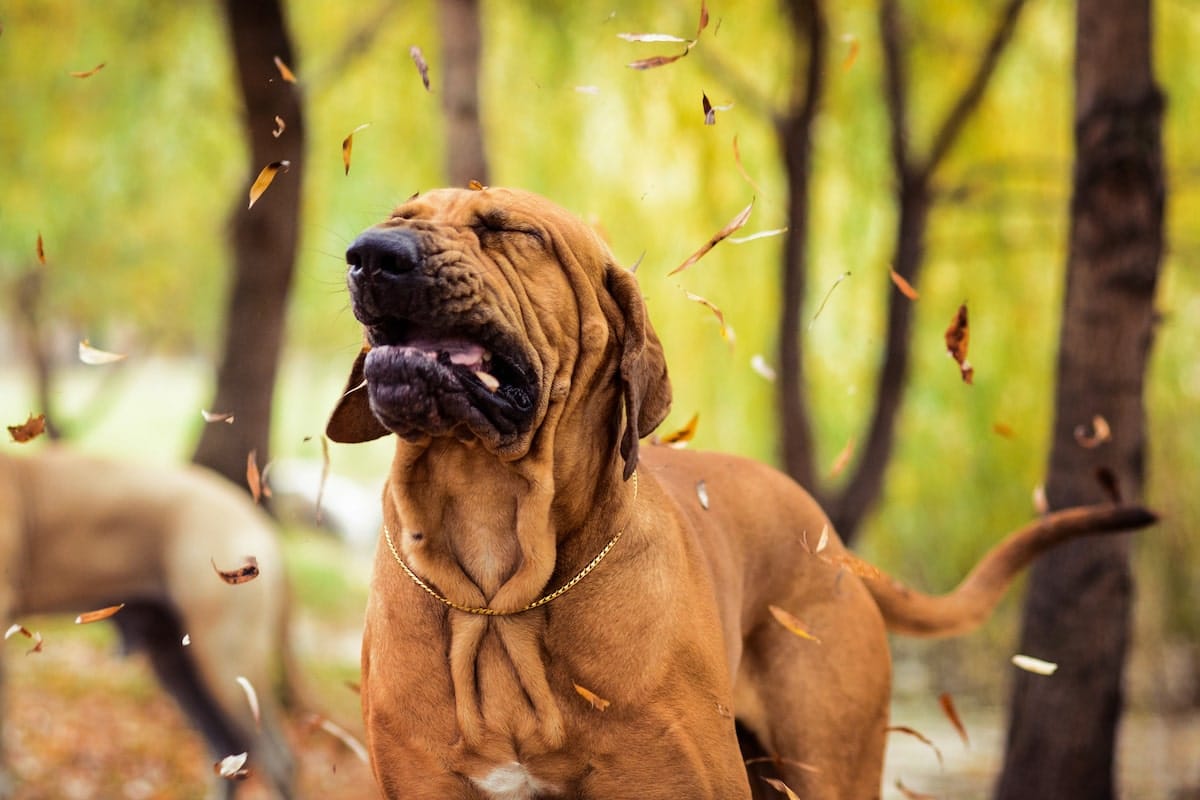 how do you treat seasonal allergies in dogs