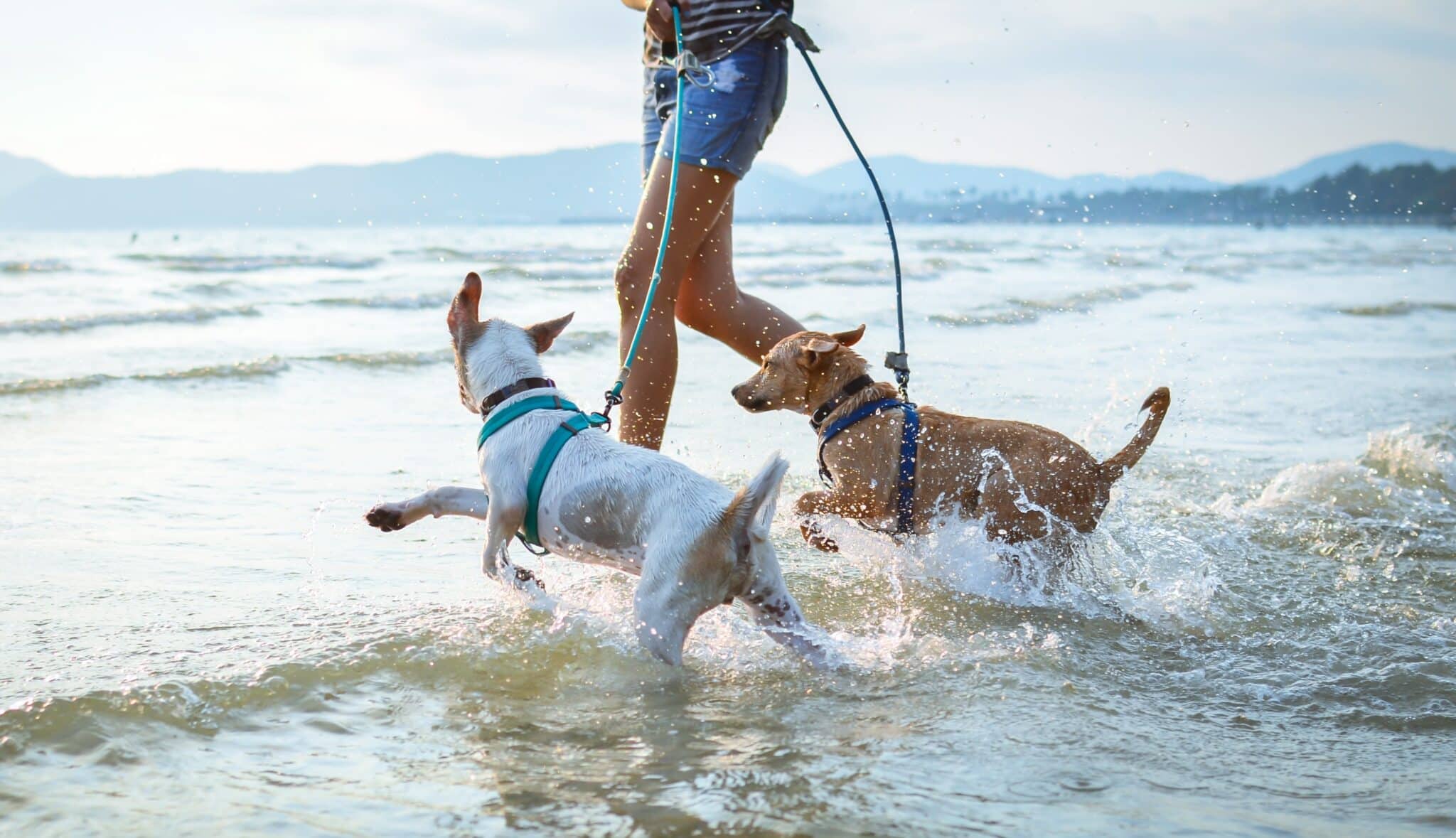 Pet Friendly Beach Rentals In San Diego